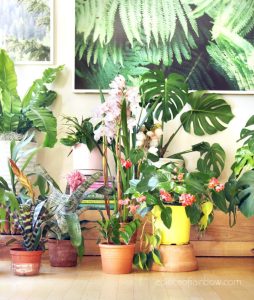 house plants