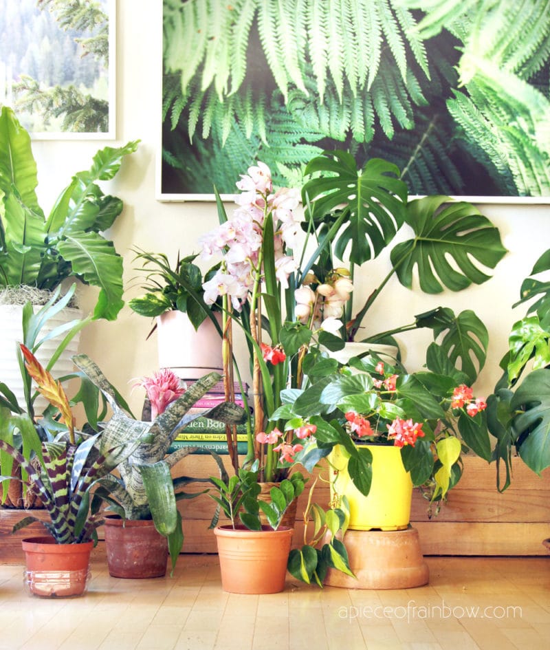 house plants
