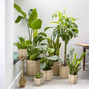 house plants