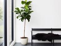 modern house plants
