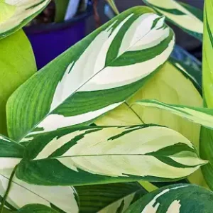 Calathea plant