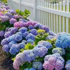Hydrangea plants