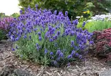 Lavandula plant