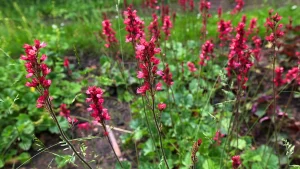 Coral Bells