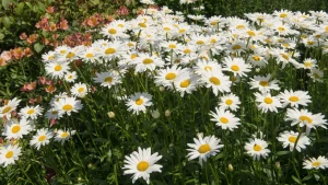 Shasta daisies