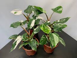 Philodendrons
