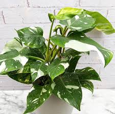 Philodendrons