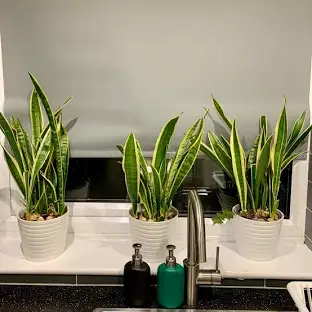 House plants