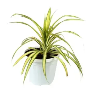 spider plant