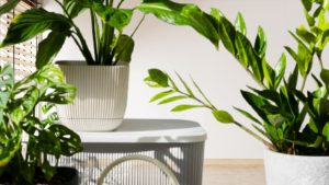 Best Indoor Plants for Clean Air