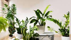 Best Indoor Plants for Clean Air