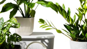 Best Indoor Plants for Clean Air