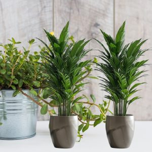 Top Plants for Stress Relief