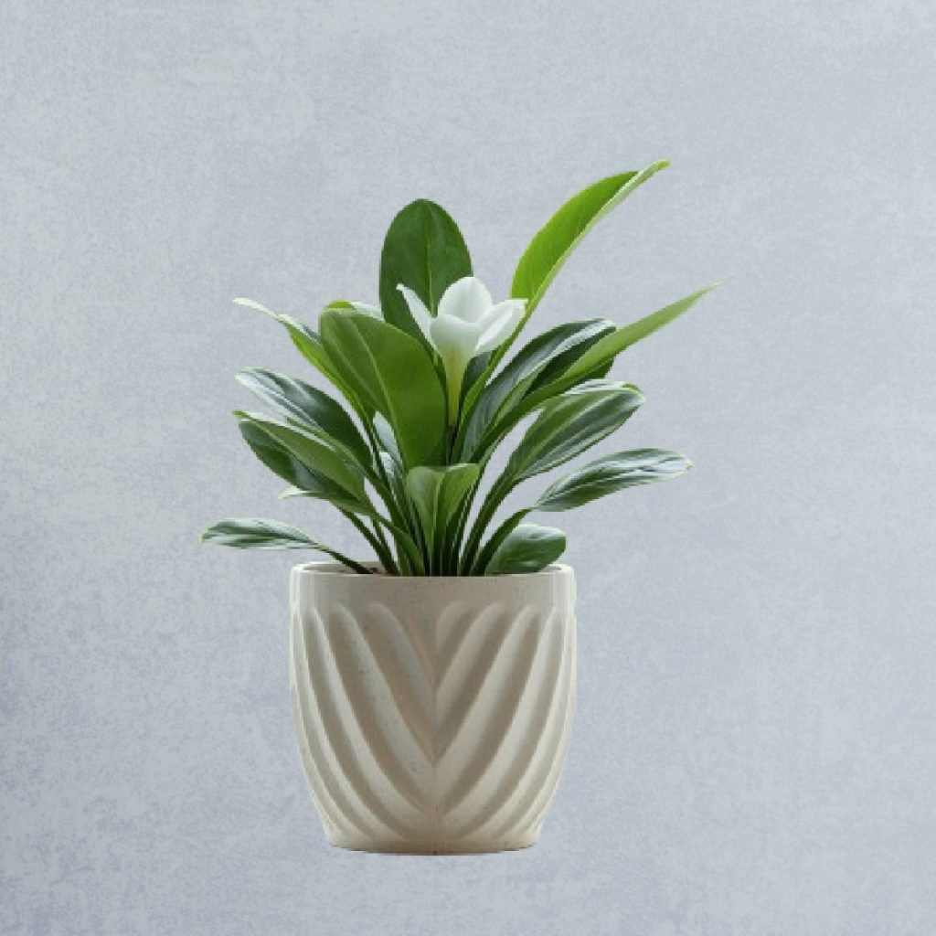 Top Plants for Stress Relief