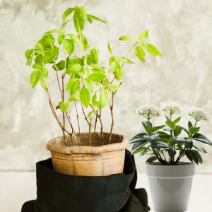 Top Plants for Stress Relief