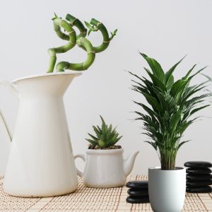 Top Plants for Stress Relief