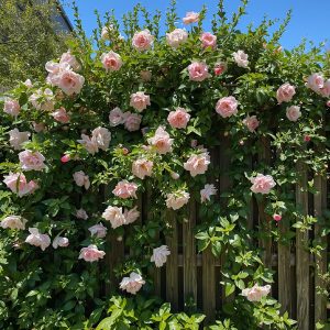 Easy Climbing Plants for Walls