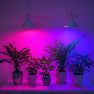 Best Lighting for Indoor Plants